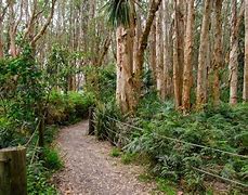 Sydney Forest