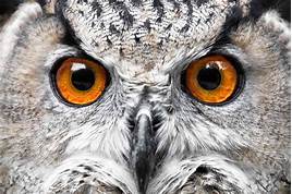 Owl Eyes