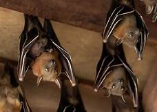 Like Bats