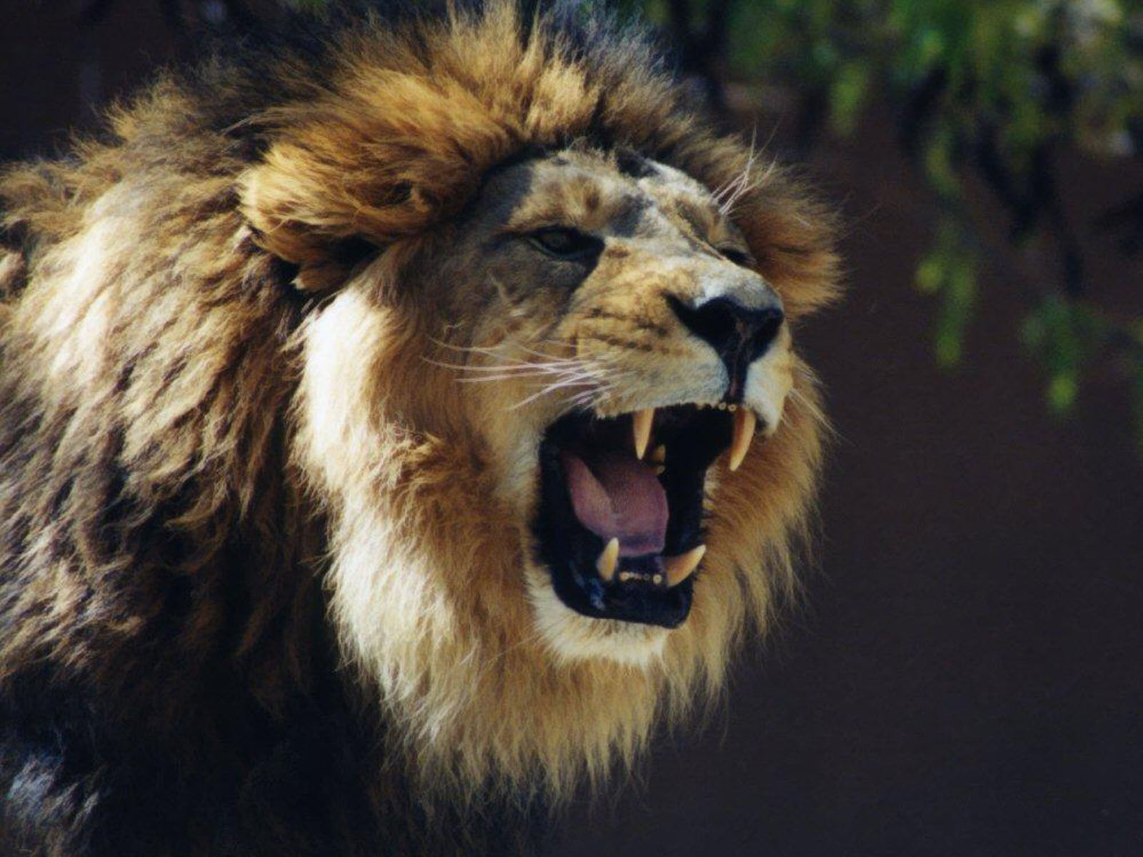 A Lion Named Roar