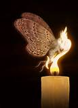 The Moth  The Flame