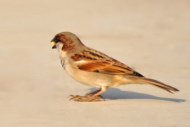 Brown Feather Sparrow