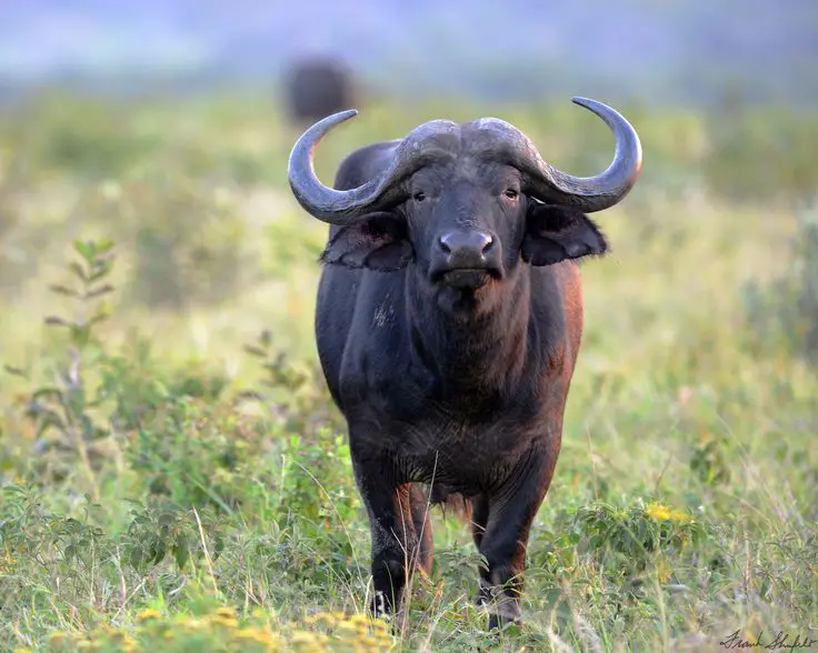 Buffalo (South Africa)