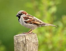 Sparrow