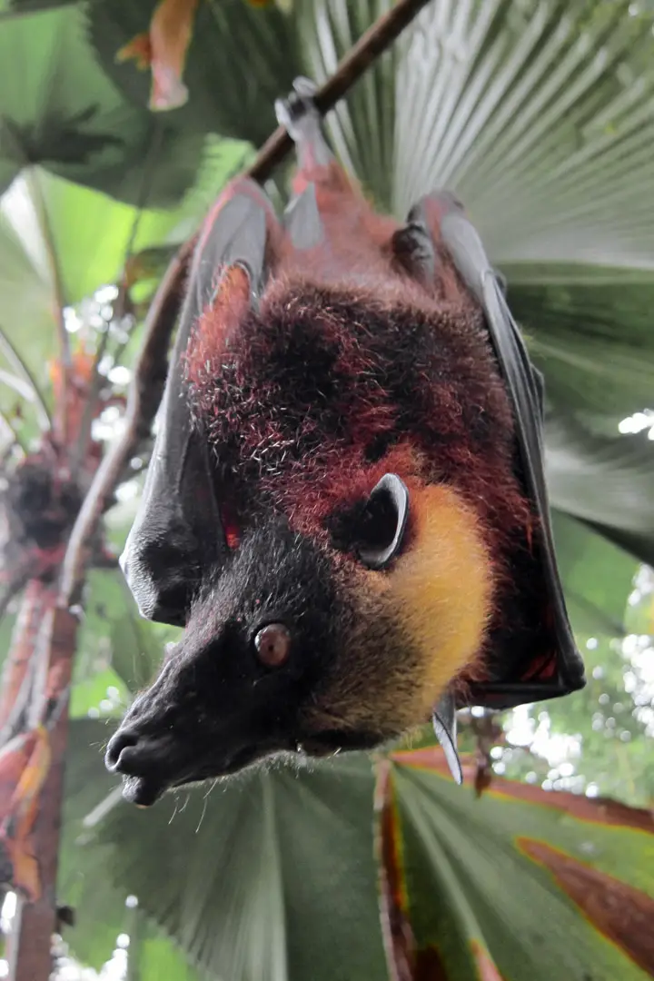 Fruit Bats