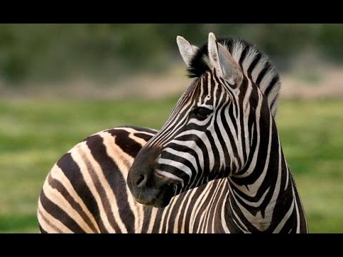 Sexy Zebras