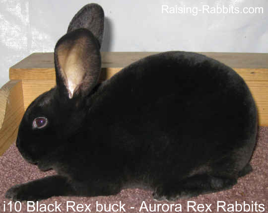 The Black Rabbits