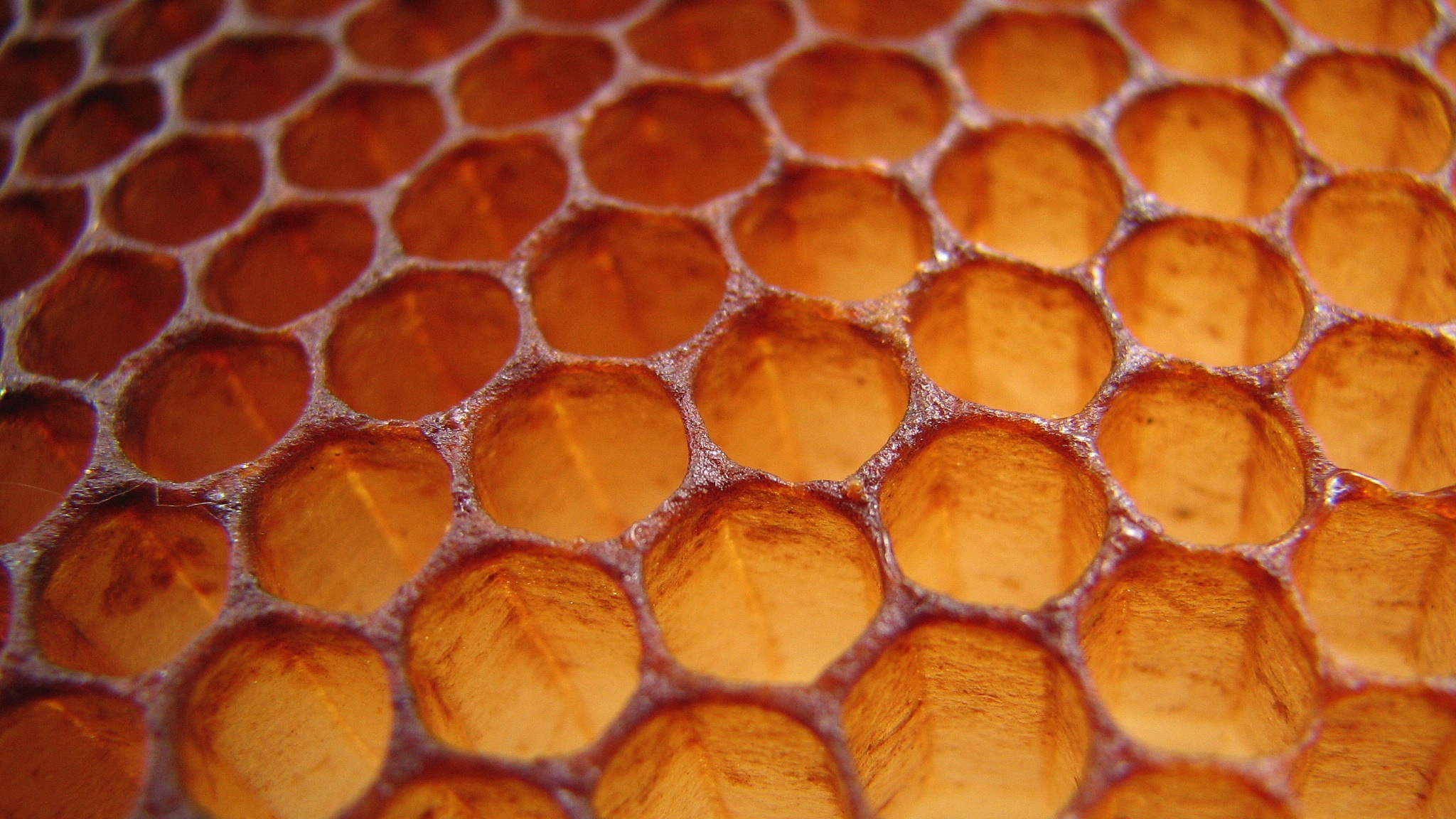 The Honeycombs
