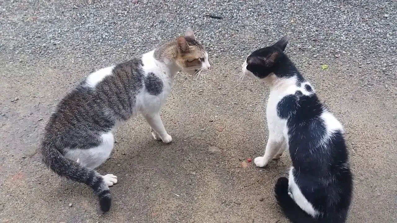 The Sound of Animals Fighting