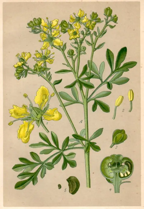 Zulma de Arruda Castro