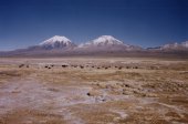 altiplano