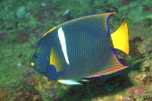 angelfish