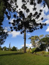 araucaria