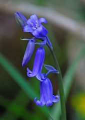 blubell