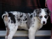 blue merle