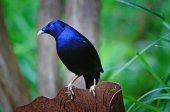 bowerbirds