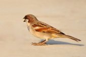 brown feather sparrow