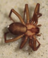 brown recluse