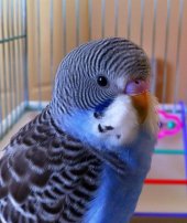 budgie