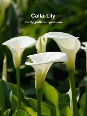 callalily