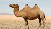 camel