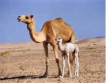 camellos