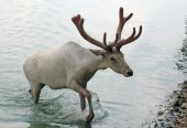 caribou