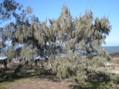 casuarina