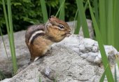 chipmunk