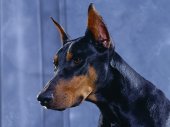 doberman