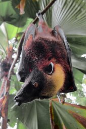 fruit bats