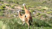 guanaco