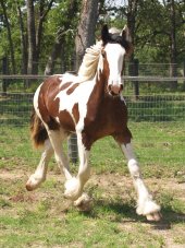 horse feathers