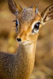 i dik dik