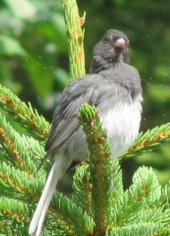 junco