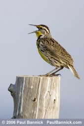 meadowlark