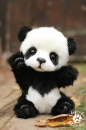 panda bear