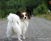 papillon