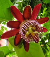 passiflora