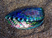 paua