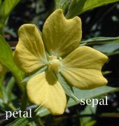 petal