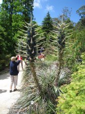 puya