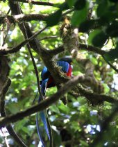 Quetzal