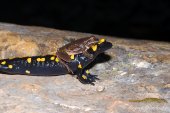 salamandra