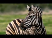 sexy zebras