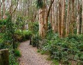 sydney forest