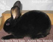 the black rabbits