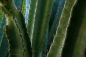 the cactus blossoms