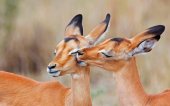 the impalas