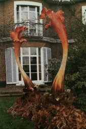 the triffids